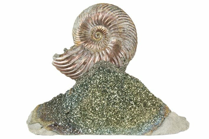 Iridescent, Pyritized Ammonite (Quenstedticeras) Fossil Display #193218
